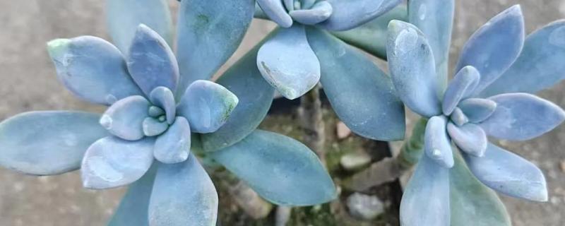 冬美人和胧月的区别是什么，颜色和叶片均不同