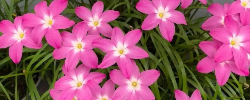 风雨兰是不是每年都要挖出来，不是每年都要挖出来