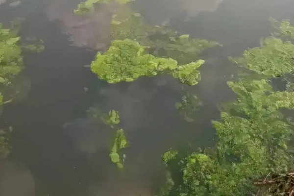 池塘青苔是如何形成的，主要是由真菌发展而来