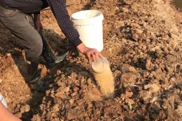 南非万寿菊的养殖方法,适合在春季播种
