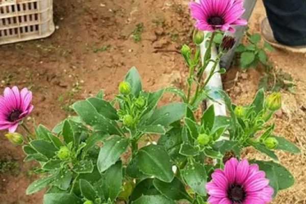 南非万寿菊的养殖方法,适合在春季播种