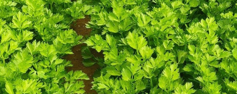 大棚西芹的种植技巧，播种前先浸种