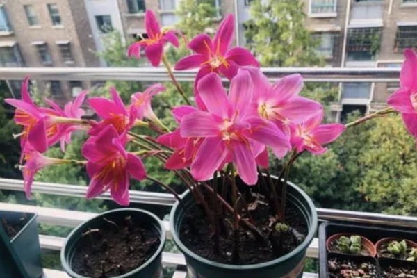 风雨兰是不是每年都要挖出来，不是每年都要挖出来