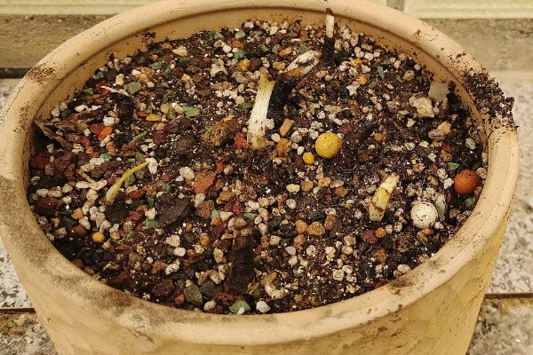 风雨兰是不是每年都要挖出来，不是每年都要挖出来