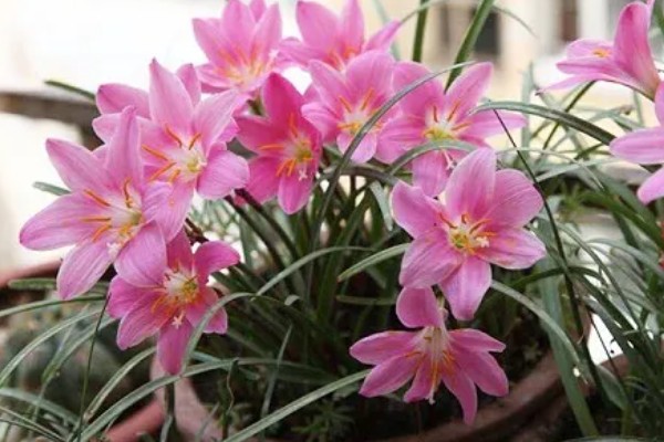 风雨兰是不是每年都要挖出来，不是每年都要挖出来