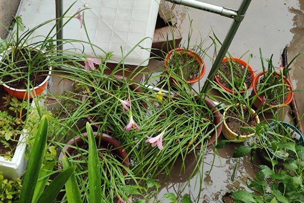 风雨兰是不是每年都要挖出来，不是每年都要挖出来