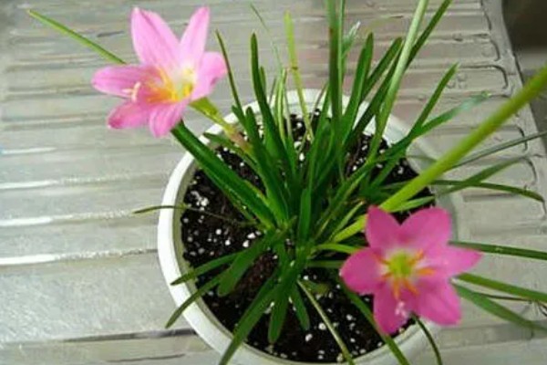 风雨兰是不是每年都要挖出来，不是每年都要挖出来