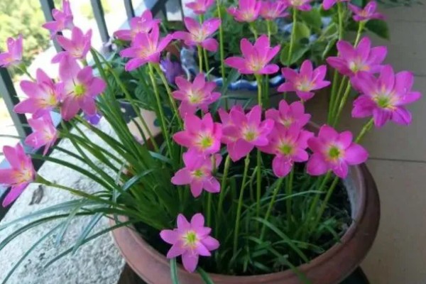 风雨兰是不是每年都要挖出来，不是每年都要挖出来