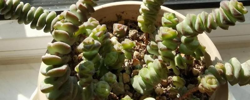 钱串子如何叶插繁殖，在9月到来年的5月进行