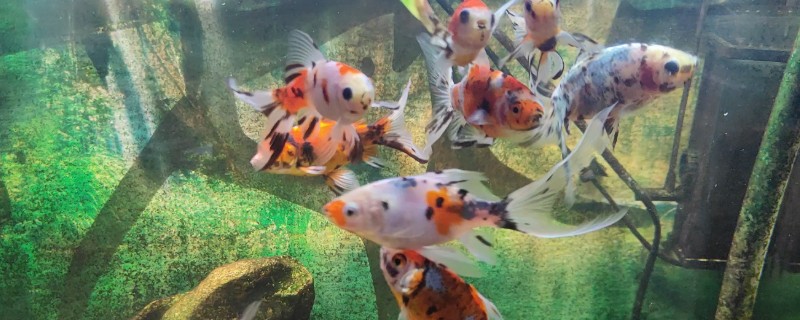 鱼是不是恒温动物，鱼不是恒温动物