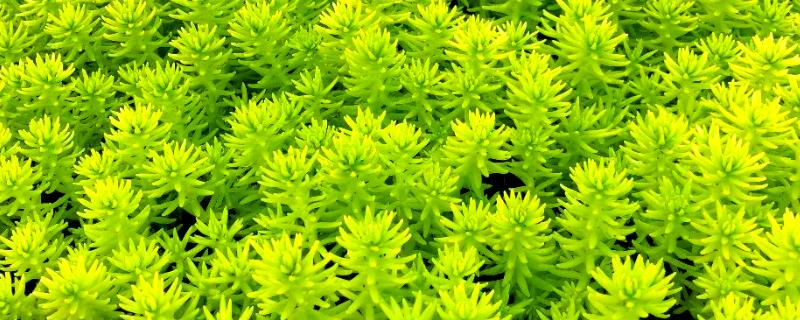 怎么养金叶佛甲草，生长旺盛期每月施一次腐熟的粪肥