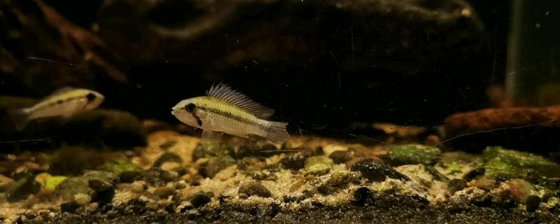 黑间短鲷好不好养，饲养难度并不大