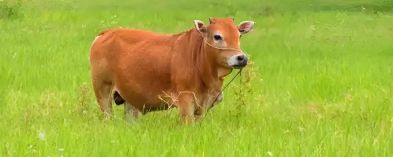 一头牛有多少斤的肉,1000斤的牛能有450斤的肉