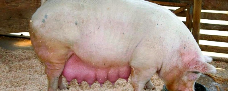 怀孕母猪不吃食怎么办,请兽医来诊断然后对症下药