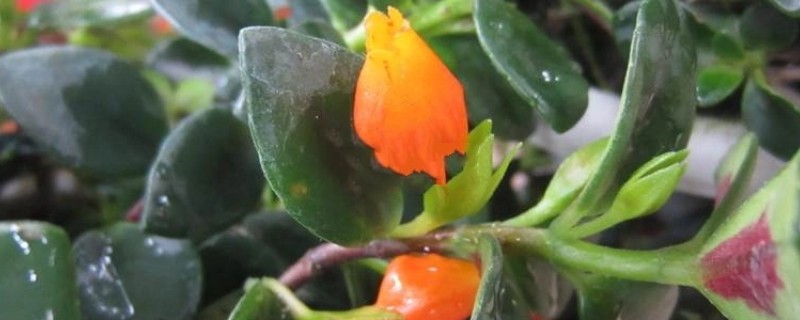 金鱼吊兰的开花时间，通常会在冬季的时候开花