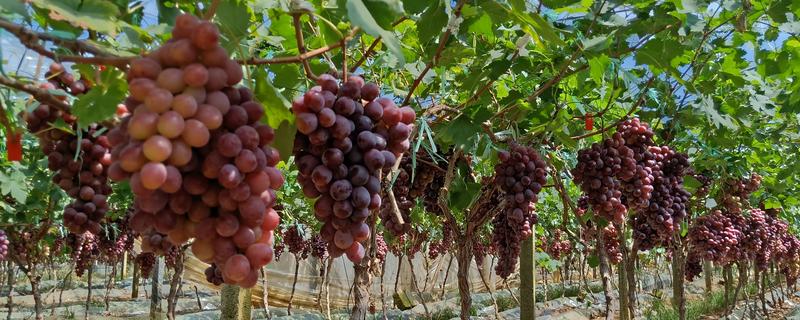 葡萄树不旺如何解决，追施肥料能让植株健壮生长