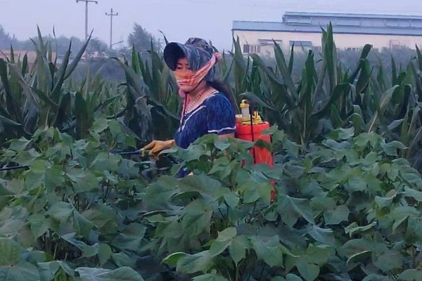 呋虫胺的使用方法与用量，针对不同害虫的防治方法不同