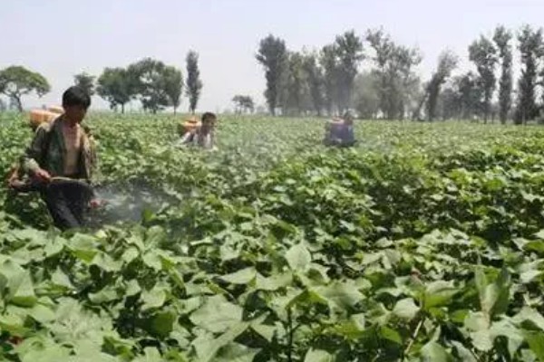 呋虫胺的使用方法与用量，针对不同害虫的防治方法不同