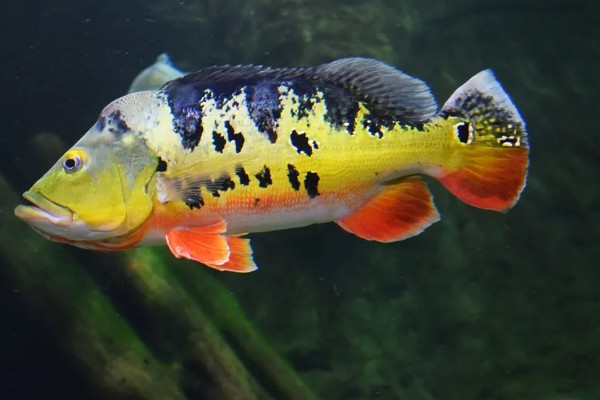 鱼是不是恒温动物，鱼不是恒温动物