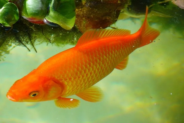 鱼是不是恒温动物，鱼不是恒温动物