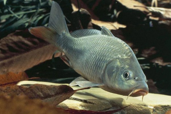 鱼是不是恒温动物，鱼不是恒温动物