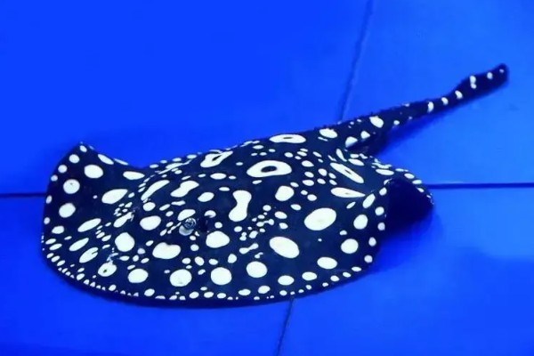 鱼是不是恒温动物，鱼不是恒温动物