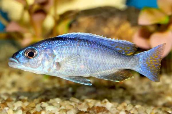 鱼是不是恒温动物，鱼不是恒温动物