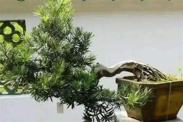 怎样让罗汉松变粗变矮,可摘心打顶处理