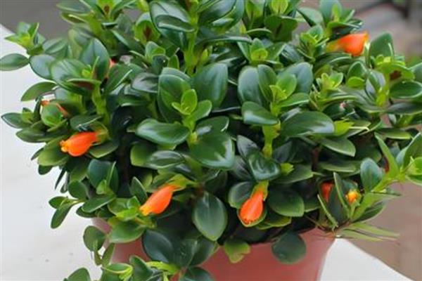 金鱼吊兰的开花时间,通常会在冬季的时候开花