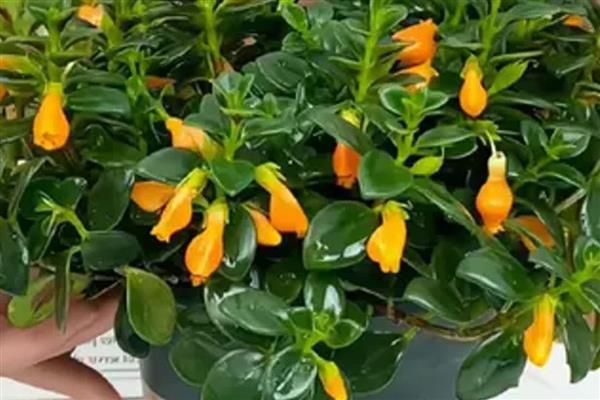 金鱼吊兰的开花时间,通常会在冬季的时候开花