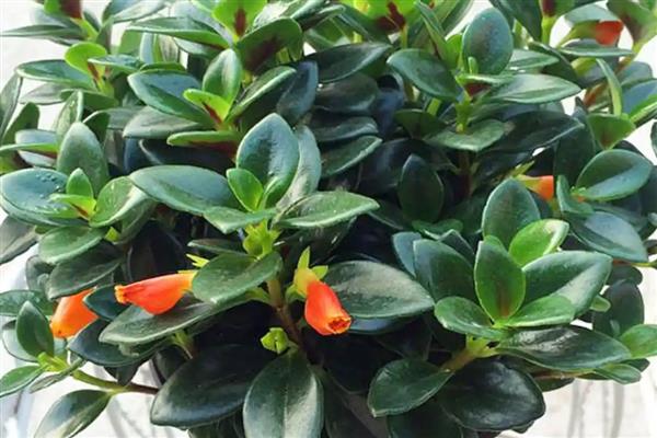 金鱼吊兰的开花时间,通常会在冬季的时候开花