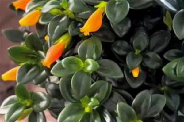 金鱼吊兰的开花时间,通常会在冬季的时候开花