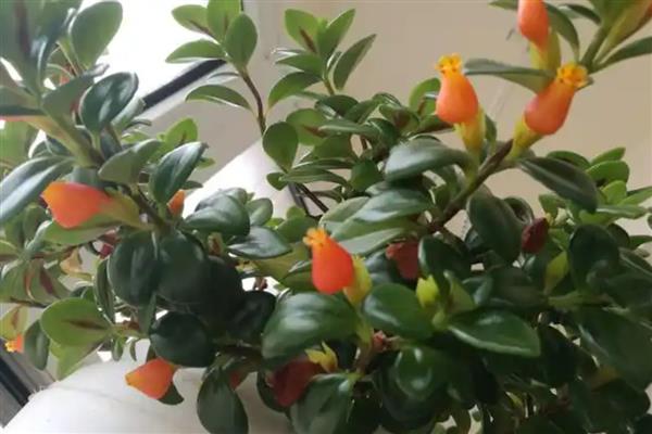 金鱼吊兰的开花时间,通常会在冬季的时候开花