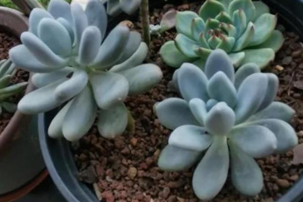 多肉根部枯萎怎么处理,要放在通风阴凉的地方养护