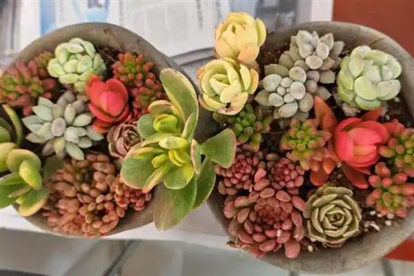 多肉根部枯萎怎么处理,要放在通风阴凉的地方养护