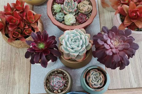 多肉根部枯萎怎么处理,要放在通风阴凉的地方养护