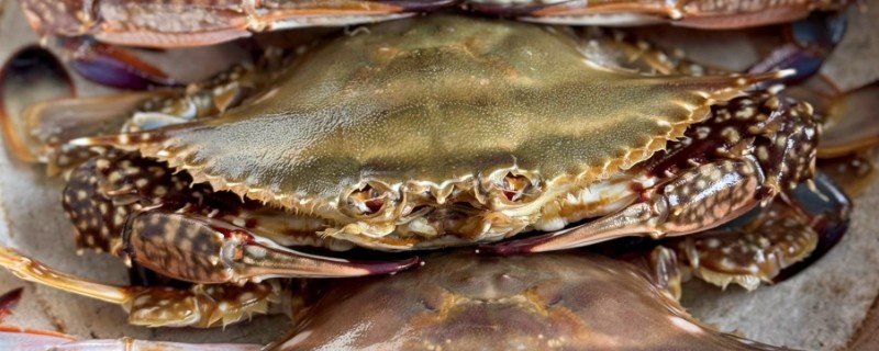 怎么洗梭子蟹，先倒入水和白酒浸泡