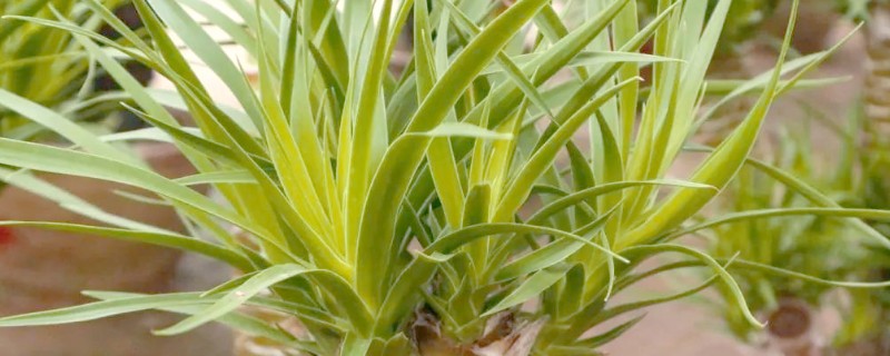 龙血树让叶子变挺的养护方式，为其提供充足的光照