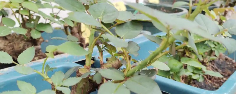 月季老桩快速生根的方法，选择微酸性土壤种植