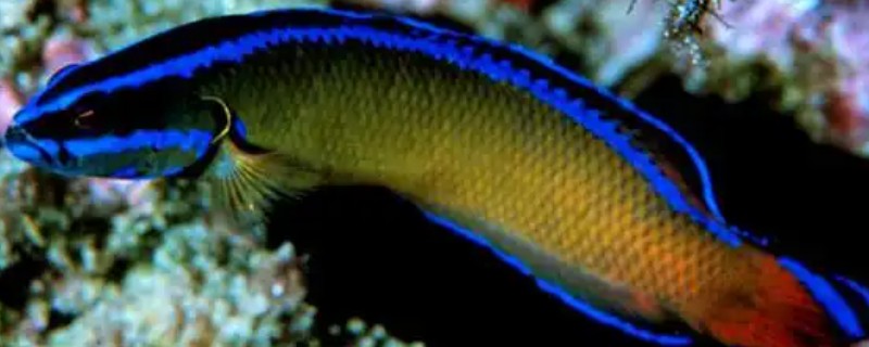 霓虹草莓鱼好不好养，饲养难度偏中