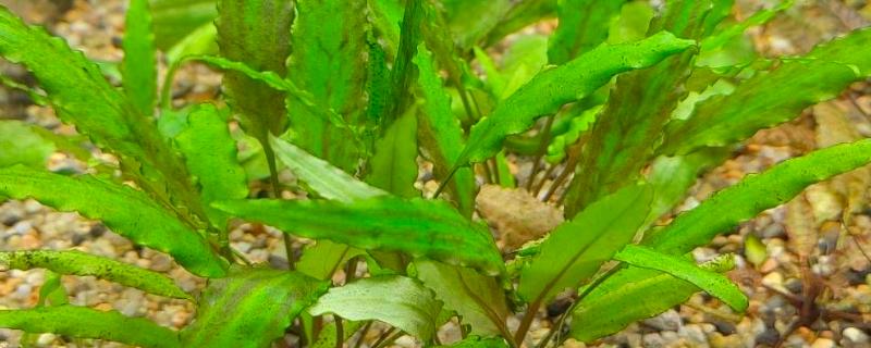 波罗椒草水草好不好养，养护起来很困难