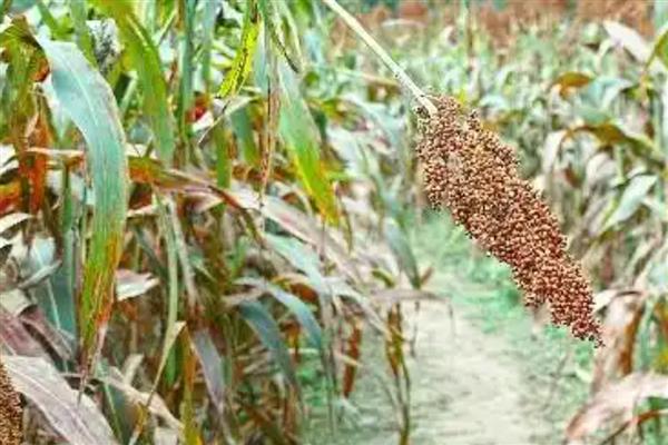 高粱炭疽病如何防治,可农业防治也可药剂防治