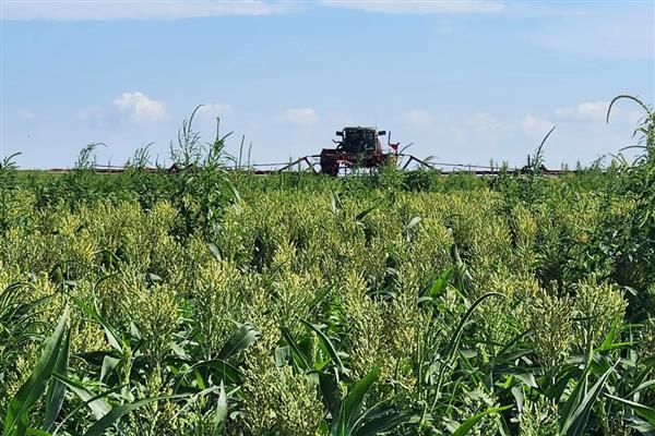 高粱炭疽病如何防治,可农业防治也可药剂防治