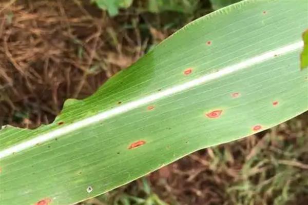 高粱炭疽病如何防治,可农业防治也可药剂防治