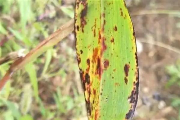 高粱炭疽病如何防治,可农业防治也可药剂防治