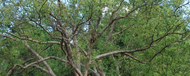 樟木产地哪里的好，台湾产的香樟木属于上品
