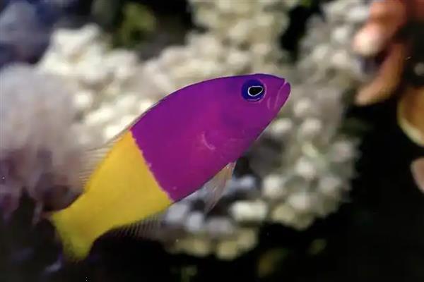 霓虹草莓鱼好不好养，饲养难度偏中