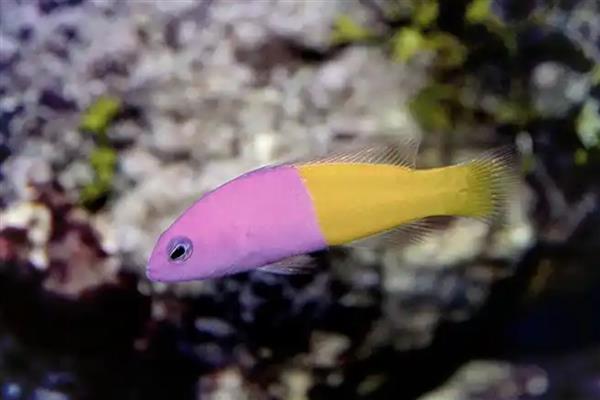 霓虹草莓鱼好不好养，饲养难度偏中