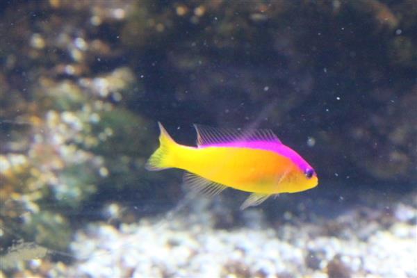 霓虹草莓鱼好不好养，饲养难度偏中