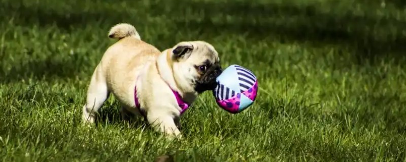 狗狗打疫苗前后的注意事项，接种前2周不能洗澡